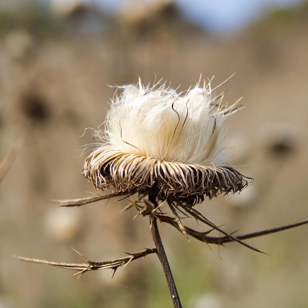 Silybum marianum - Cardo mariano