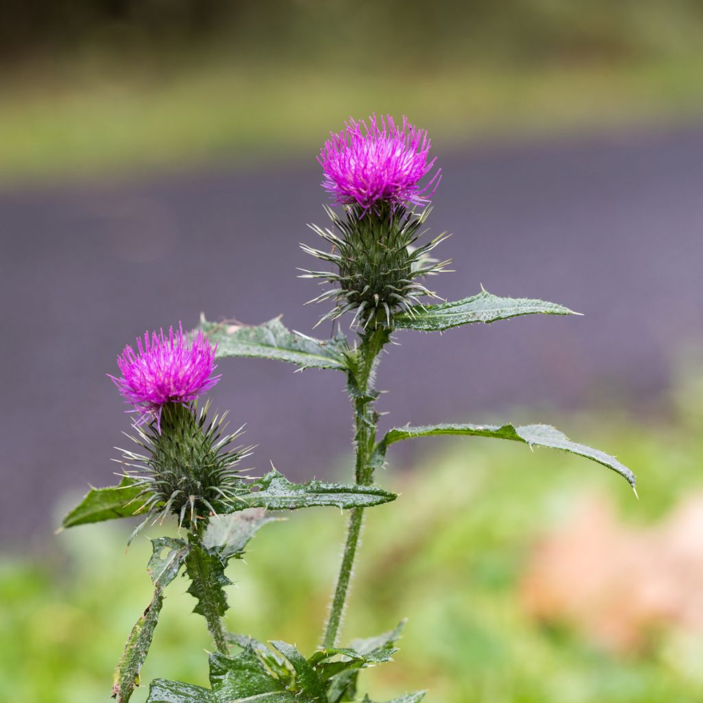 Silybum marianum - Cardo mariano