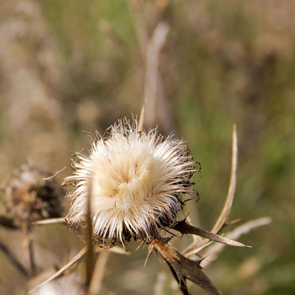 Silybum marianum - Cardo mariano