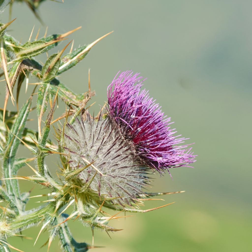 Silybum marianum - Cardo mariano