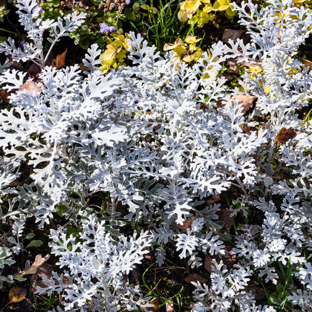 Senecio cineraria Silver Dust (semillas) - Cineraria gris