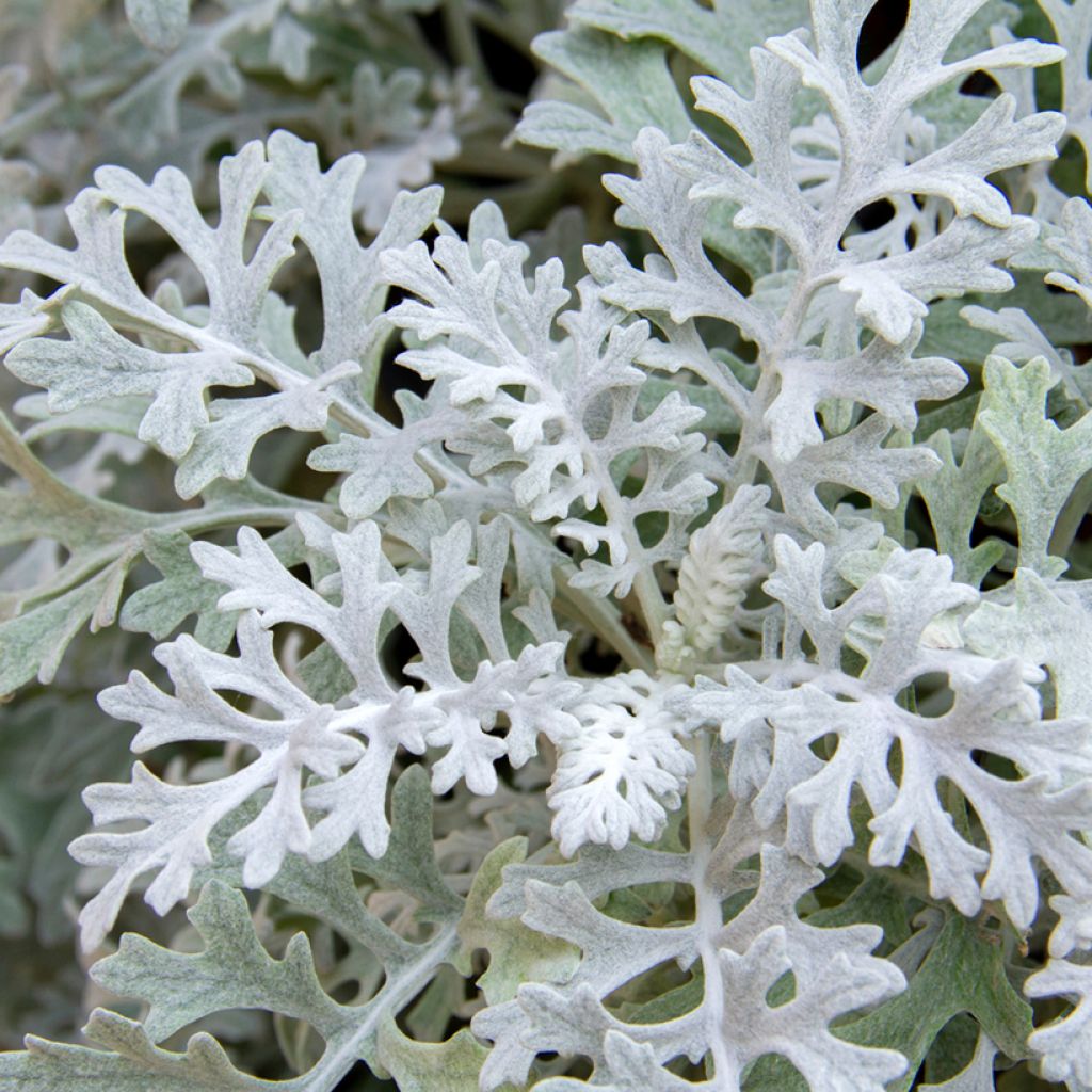 Senecio cineraria Silver Dust (semillas) - Cineraria gris