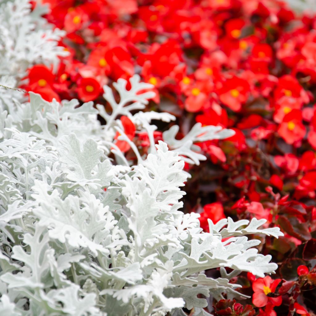 Senecio cineraria Silver Dust (semillas) - Cineraria gris