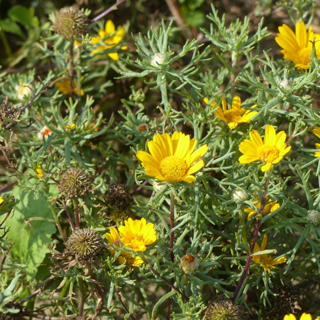 Cladanthus arabicus Golden Crown