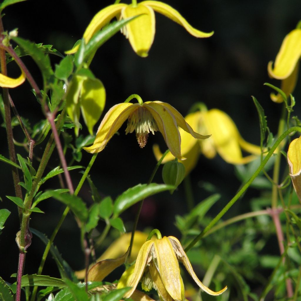 Clematis tangutica Helios