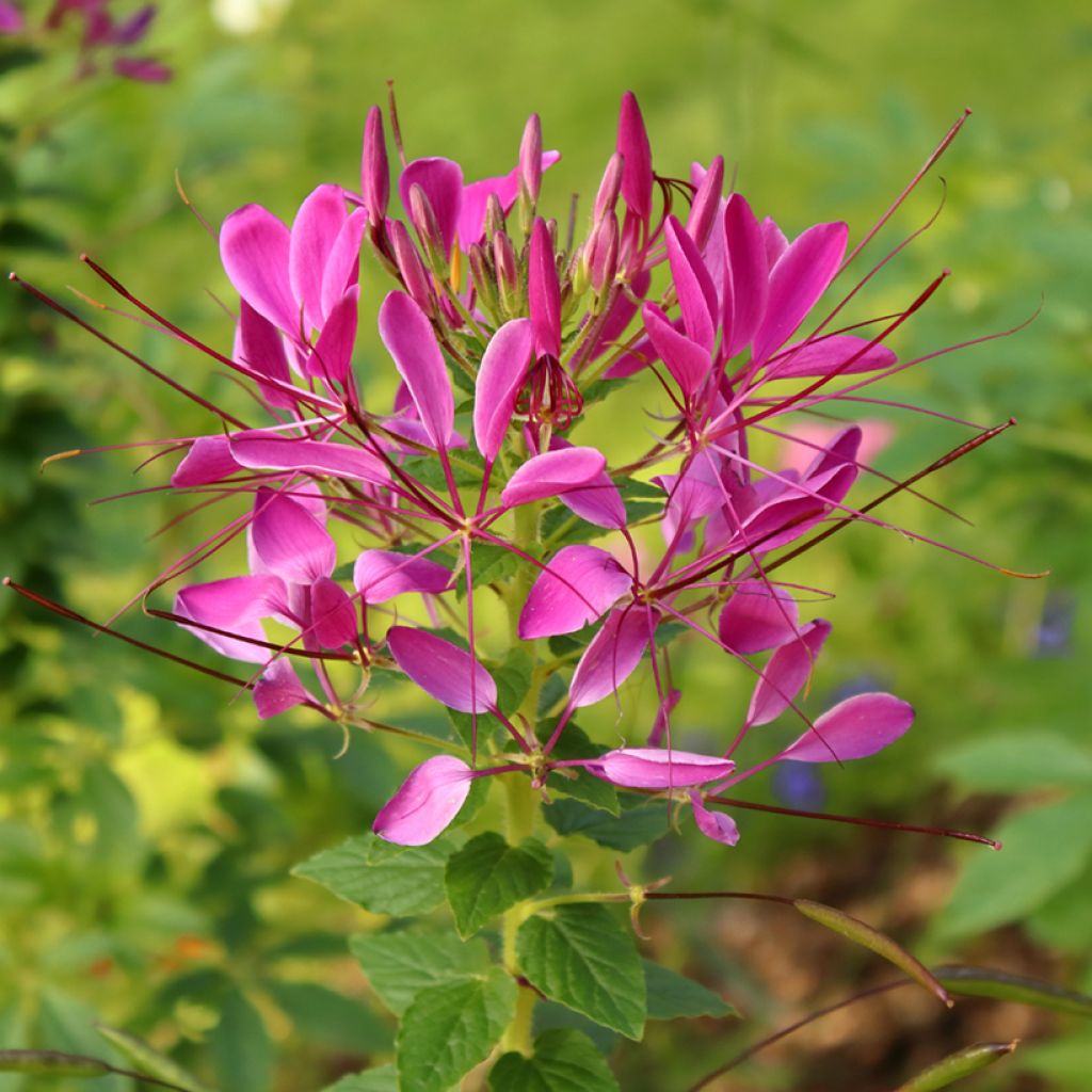 Flor araña - Cleome hassleriana Cherry Queen