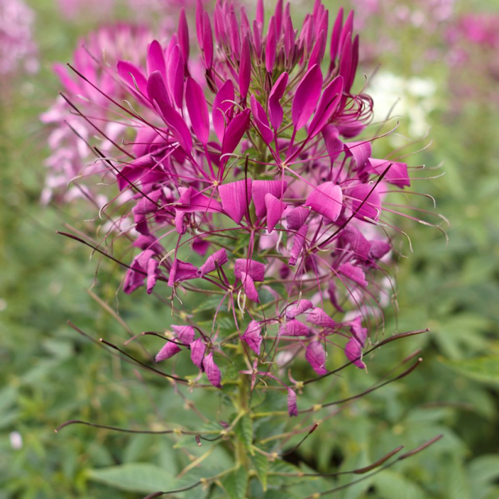 Flor araña - Cleome hassleriana Violet Queen