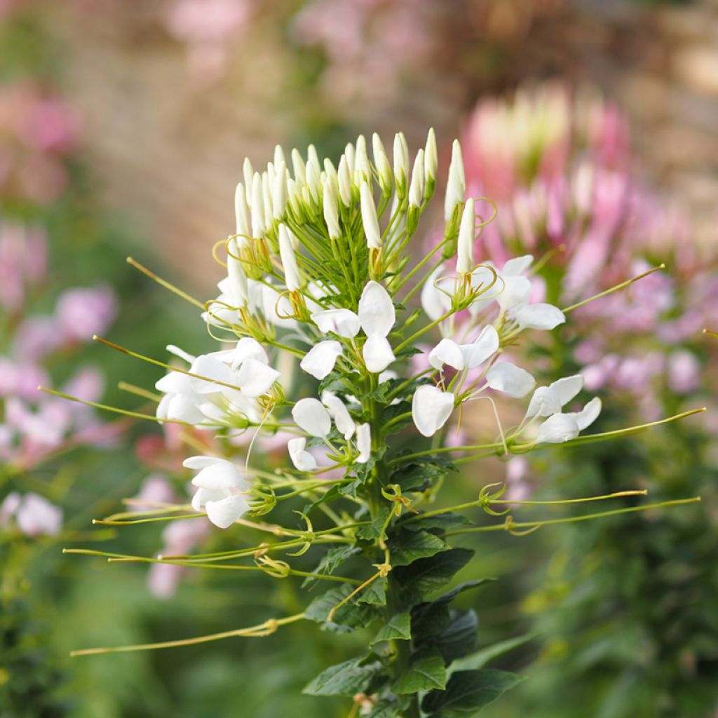 Flor araña - Cleome hassleriana White Queen