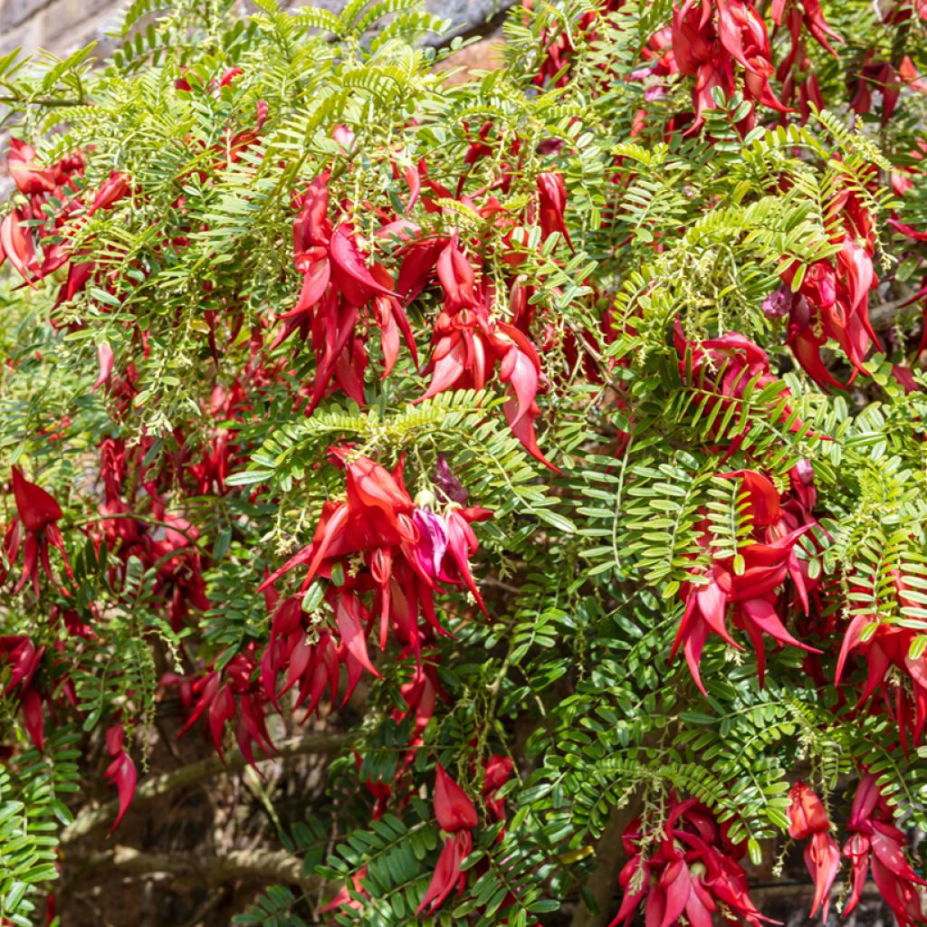 Clianthus puniceus - Kakabeak