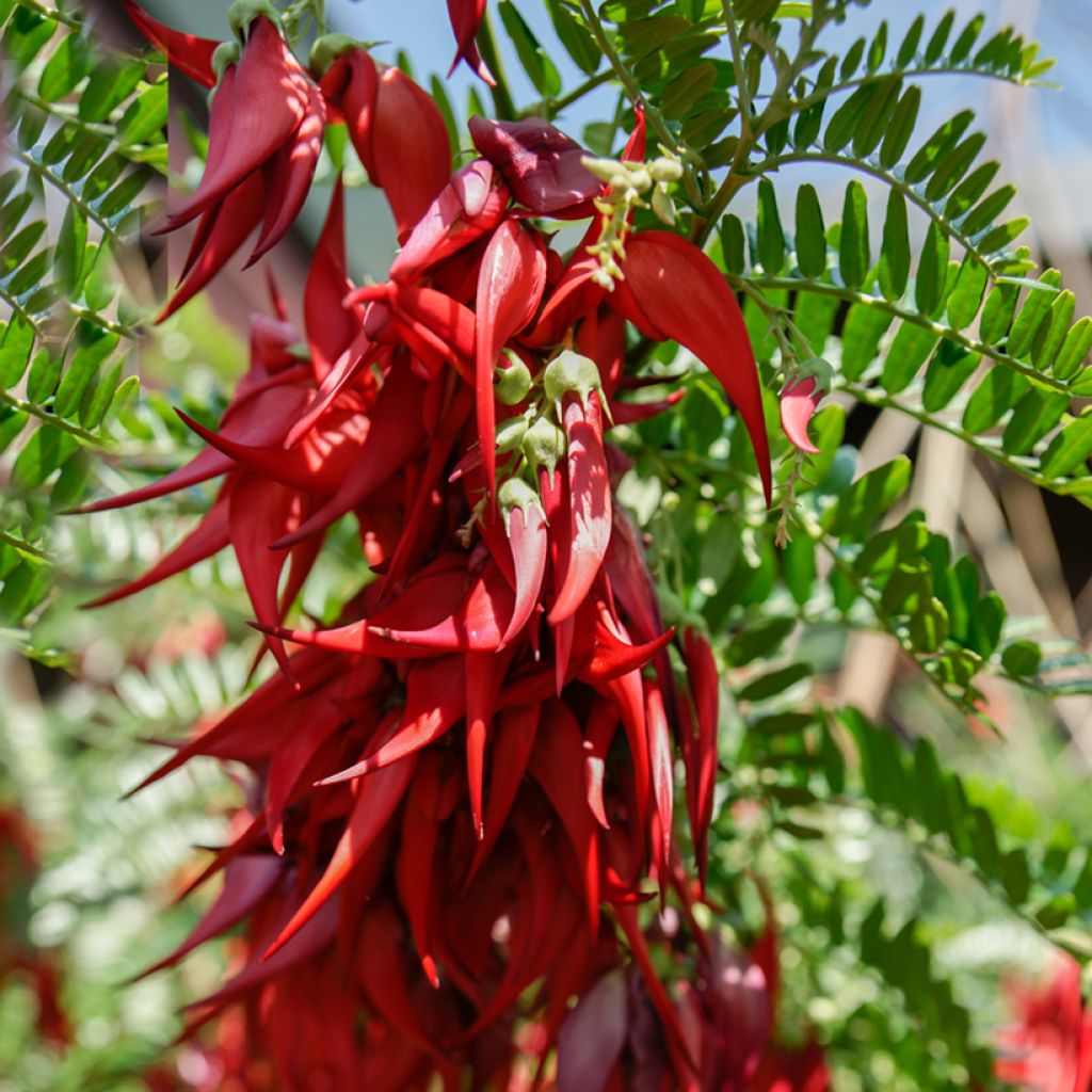 Clianthus puniceus - Kakabeak