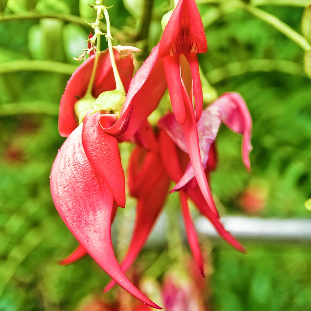 Clianthus puniceus - Kakabeak