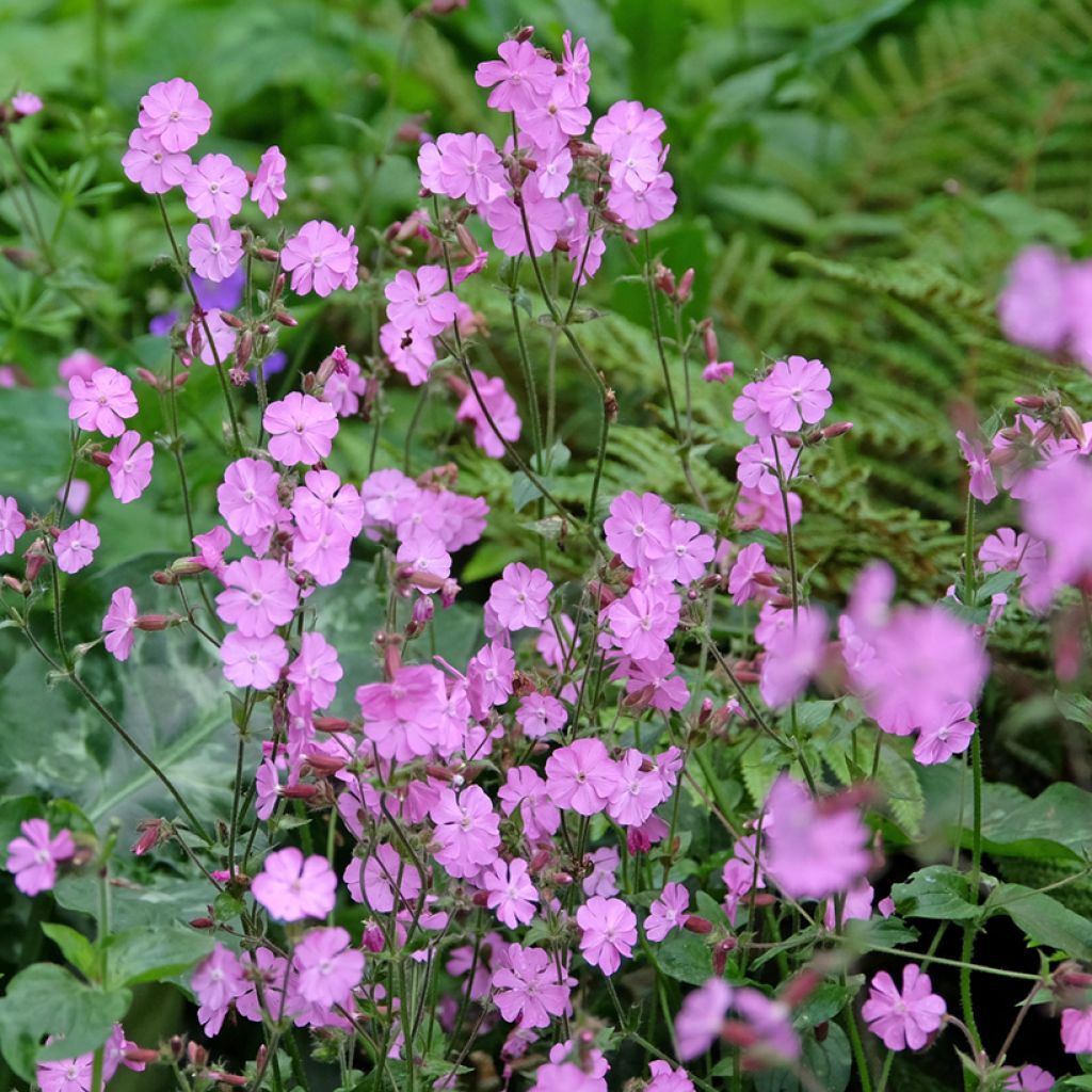 Silene dioica, latifolia