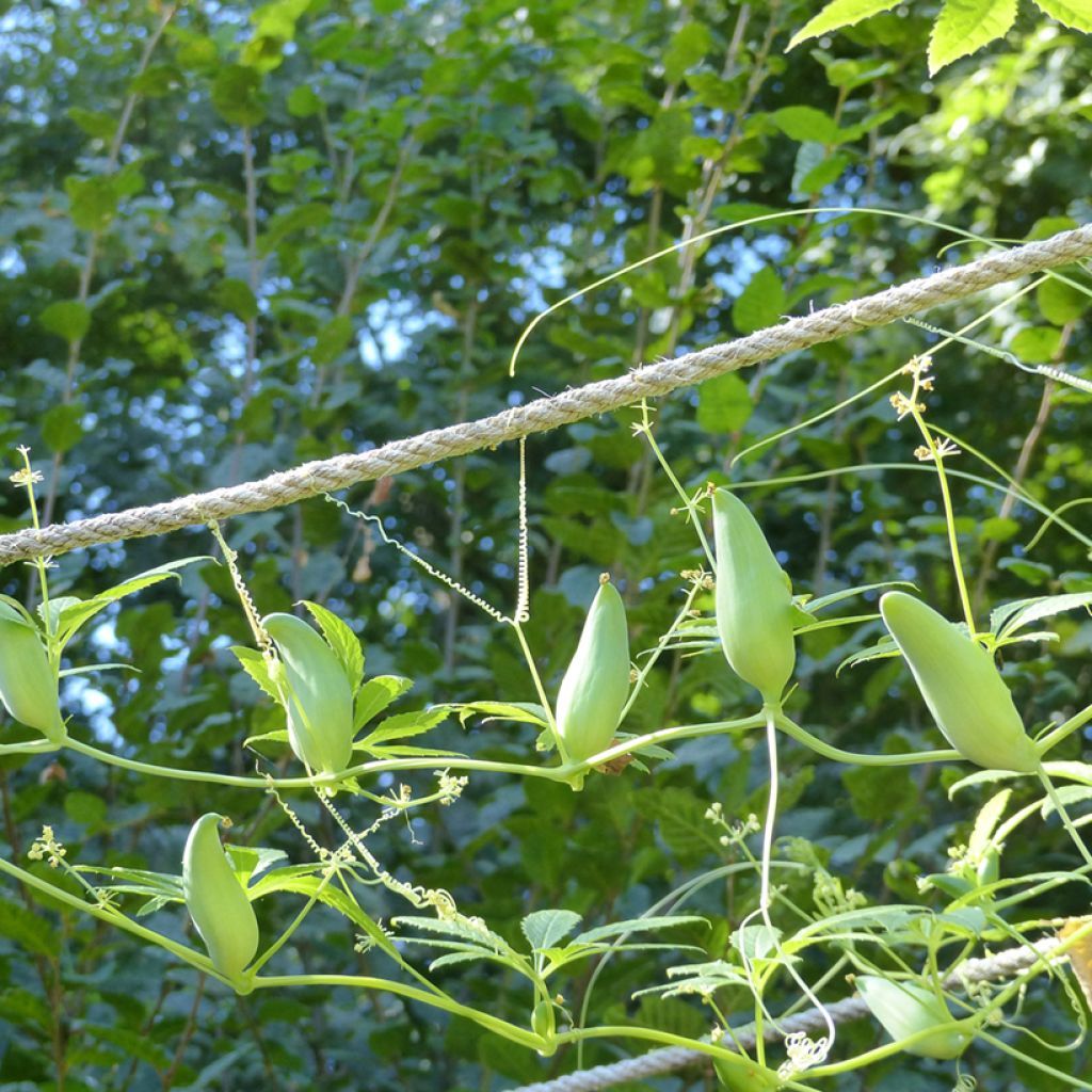 Caigua (semillas) - Cyclanthera pedata