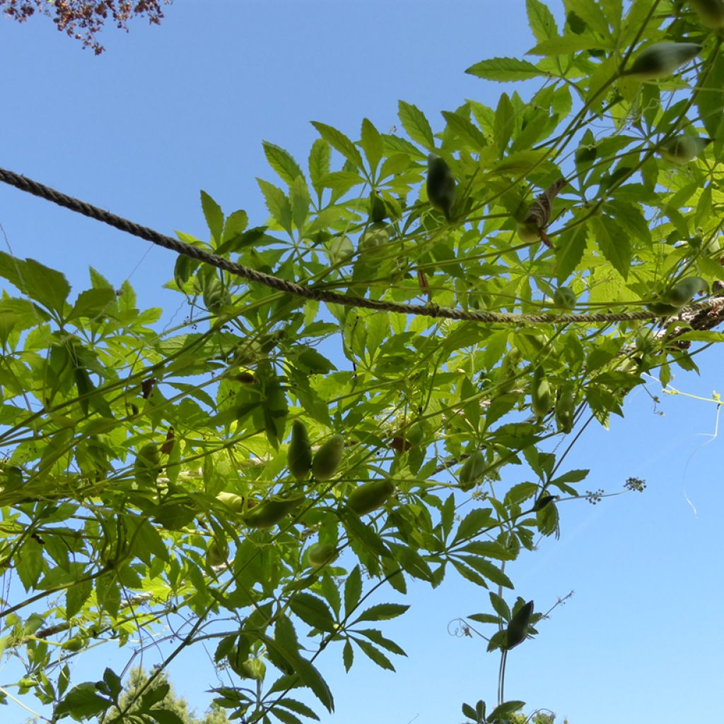 Caigua (semillas) - Cyclanthera pedata