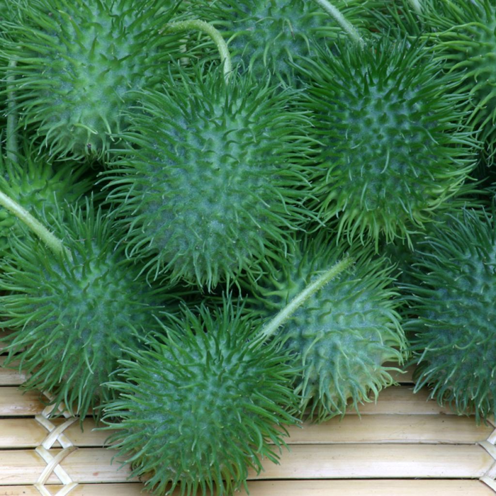 Cucumis anguria (semillas) - pepinillo de las indias occidentales