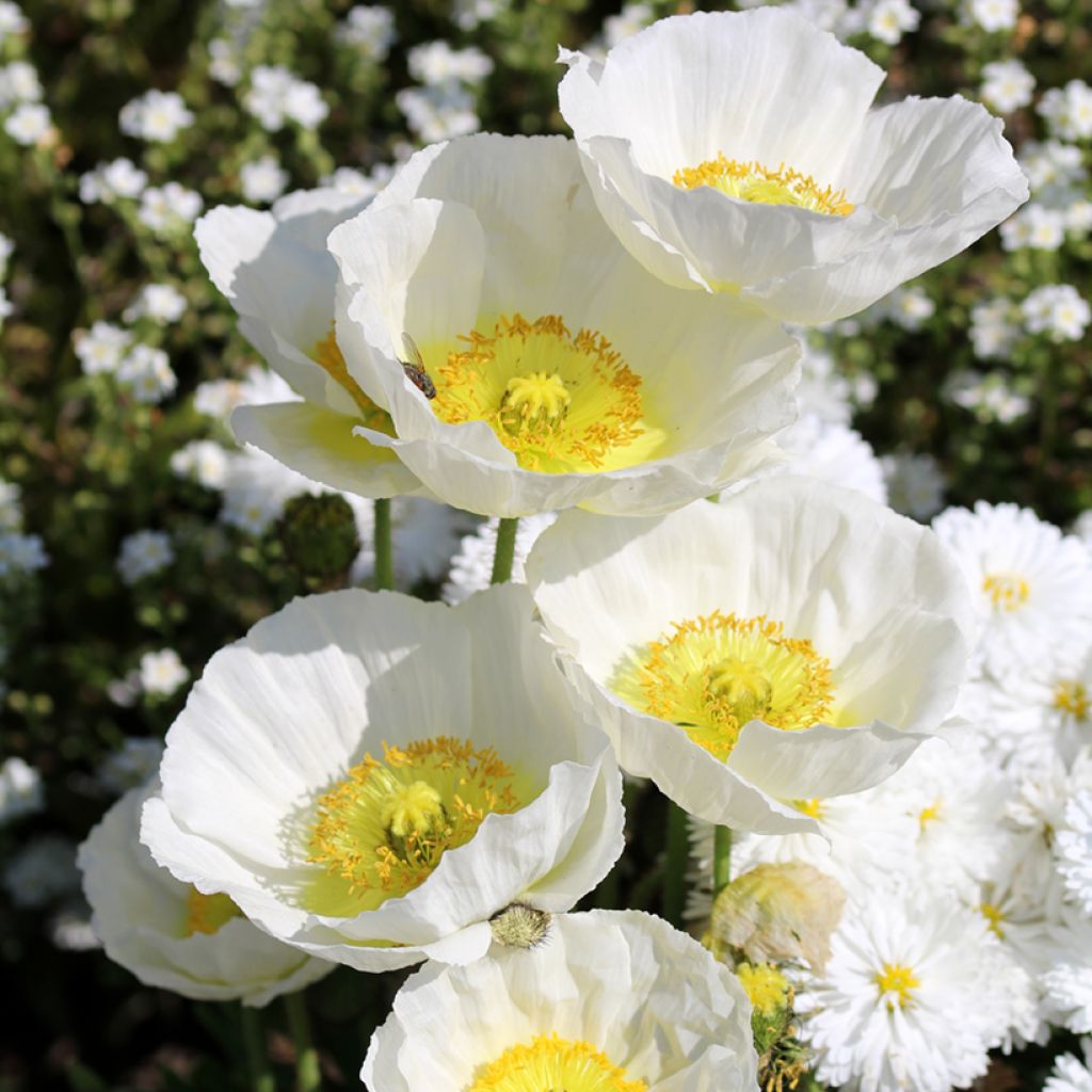 Amapola común Bridal Silk - Papaver rhoeas