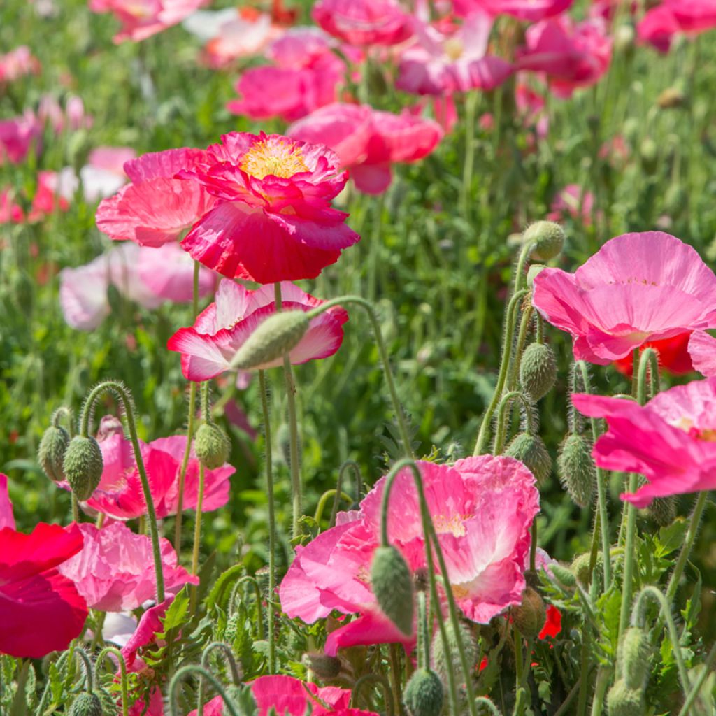 Amapola común Falling in Love - Papaver rhoeas