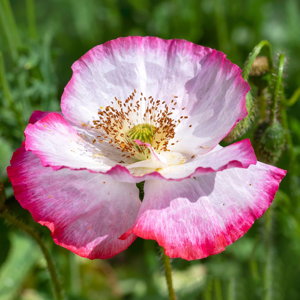 Amapola común Shirley Mix - Papaver rhoeas