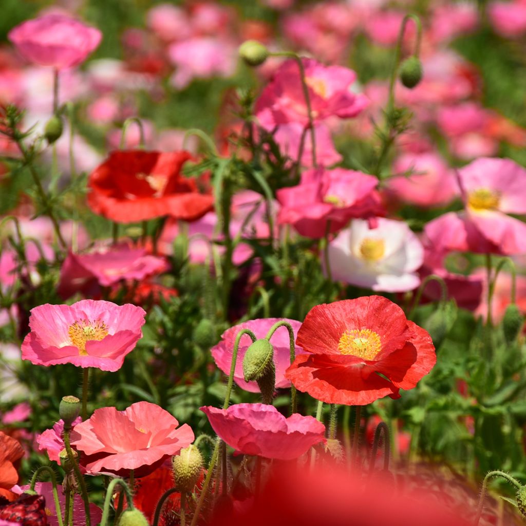 Amapola común Shirley Mix - Papaver rhoeas