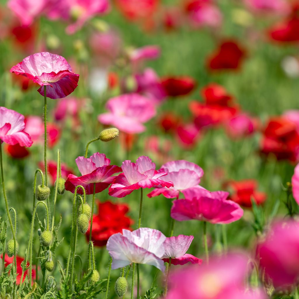 Amapola común Shirley Mix - Papaver rhoeas