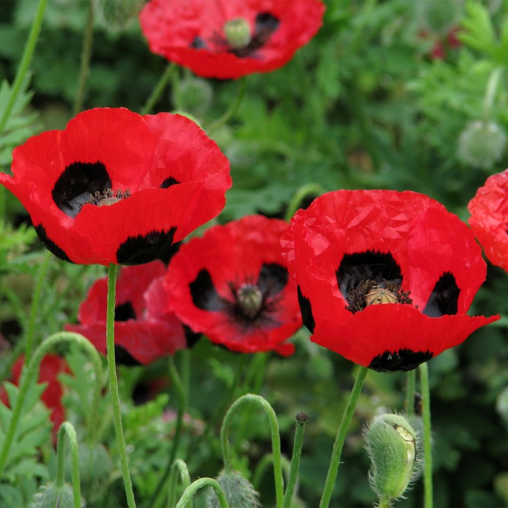 Papaver commutatum Ladybird - Amapola mariquita