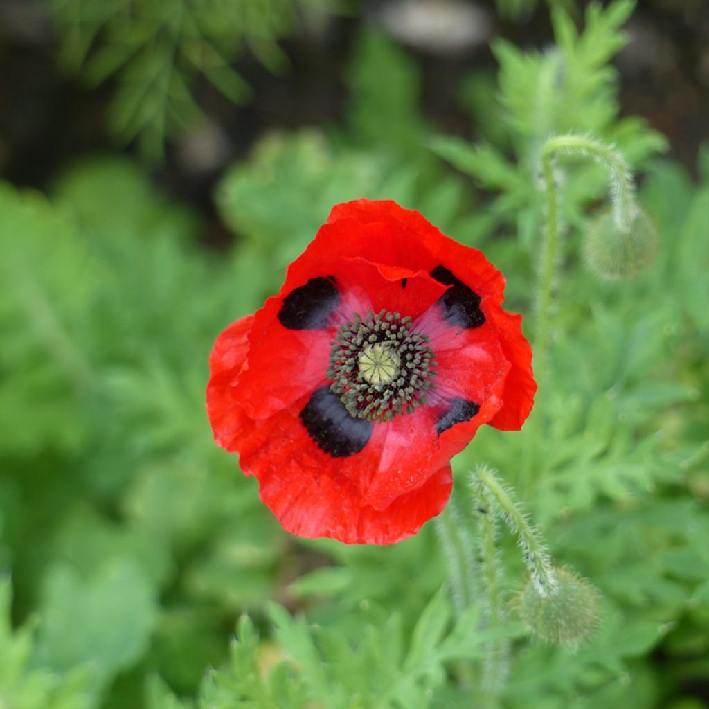 Papaver commutatum Ladybird - Amapola mariquita