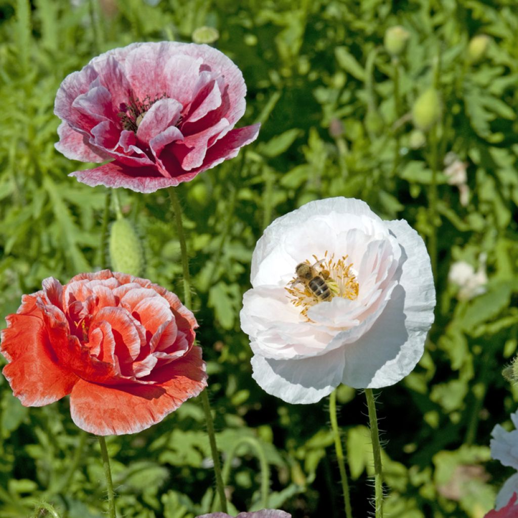 Amapola común Dawn Chorus Mix - Papaver rhoeas