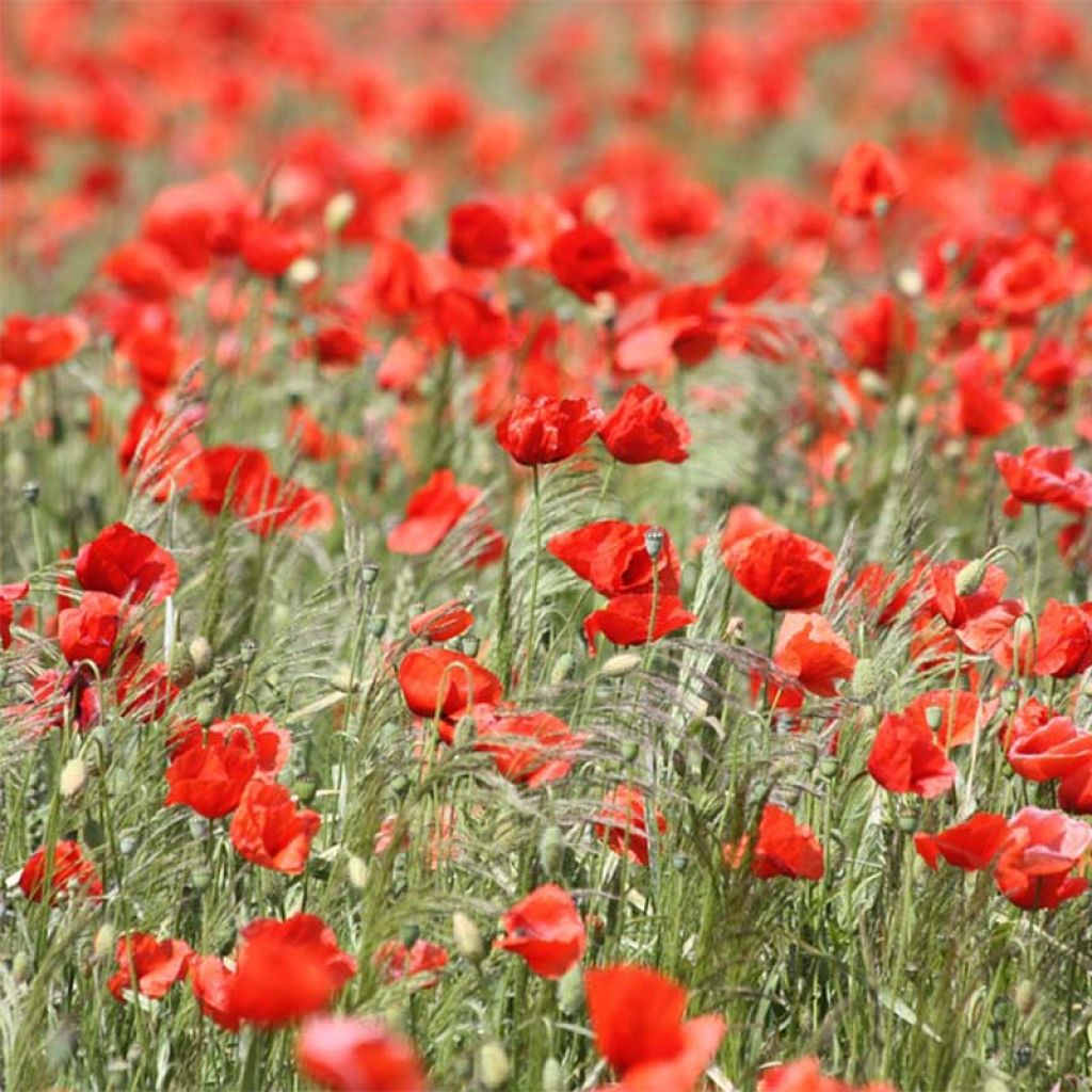 Graines de Coquelicot rouge - Pavot des moissons