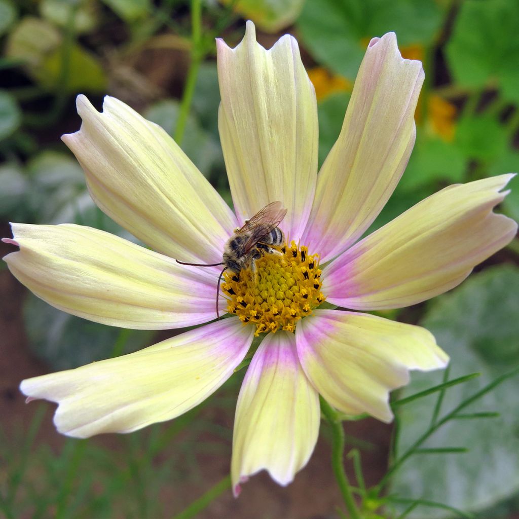 Cosmos bipinnatus Apricot Lemonade