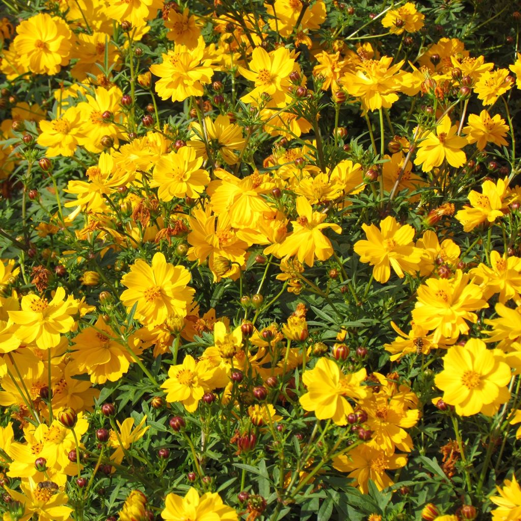 Graines de Cosmos Ladybird Mixed - Cosmos sulphureus