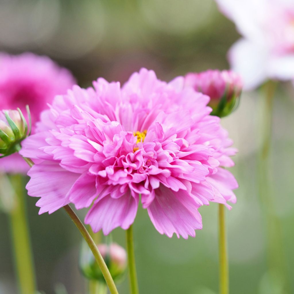 Cosmos bipinnatus Double Click Rose Bonbon