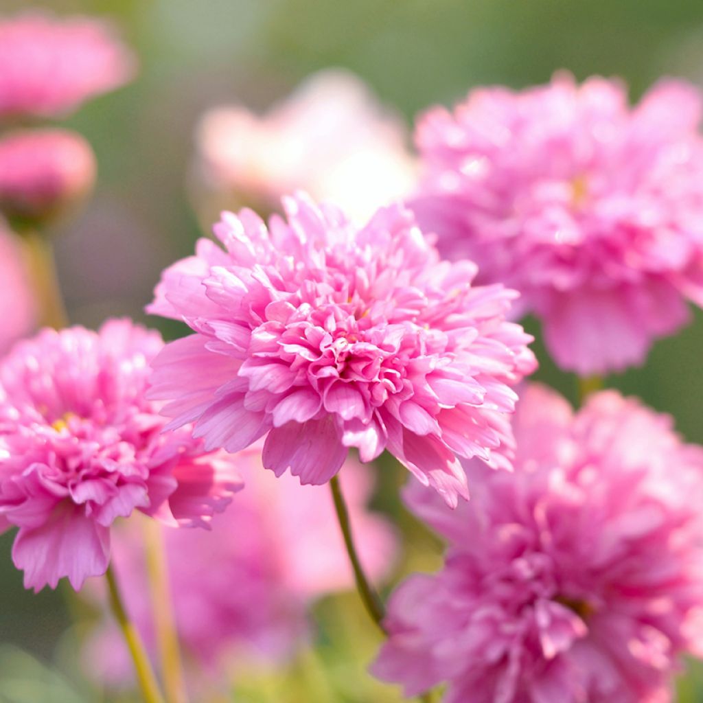 Cosmos bipinnatus Double Click Rose Bonbon