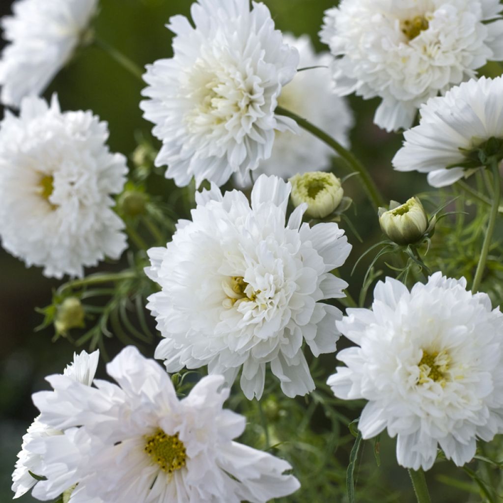 Cosmos bipinnatus Double Click Snow Puff