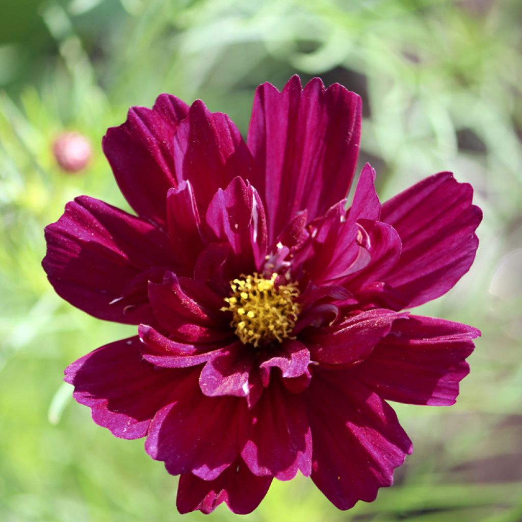 Cosmos bipinnatus Fandango