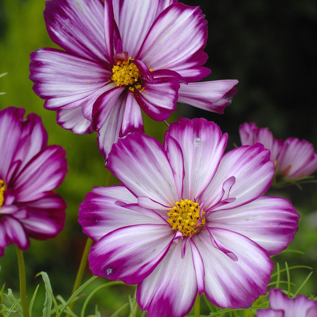 Cosmos bipinnatus Fizzy Pink