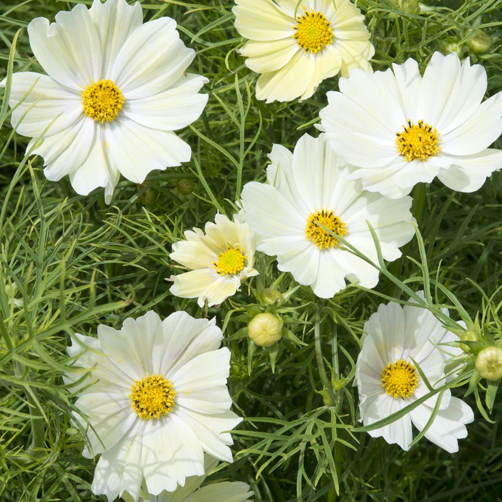 Cosmos sulphureus Kiiro