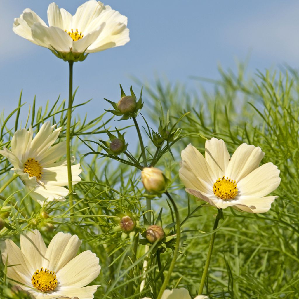 Cosmos sulphureus Kiiro