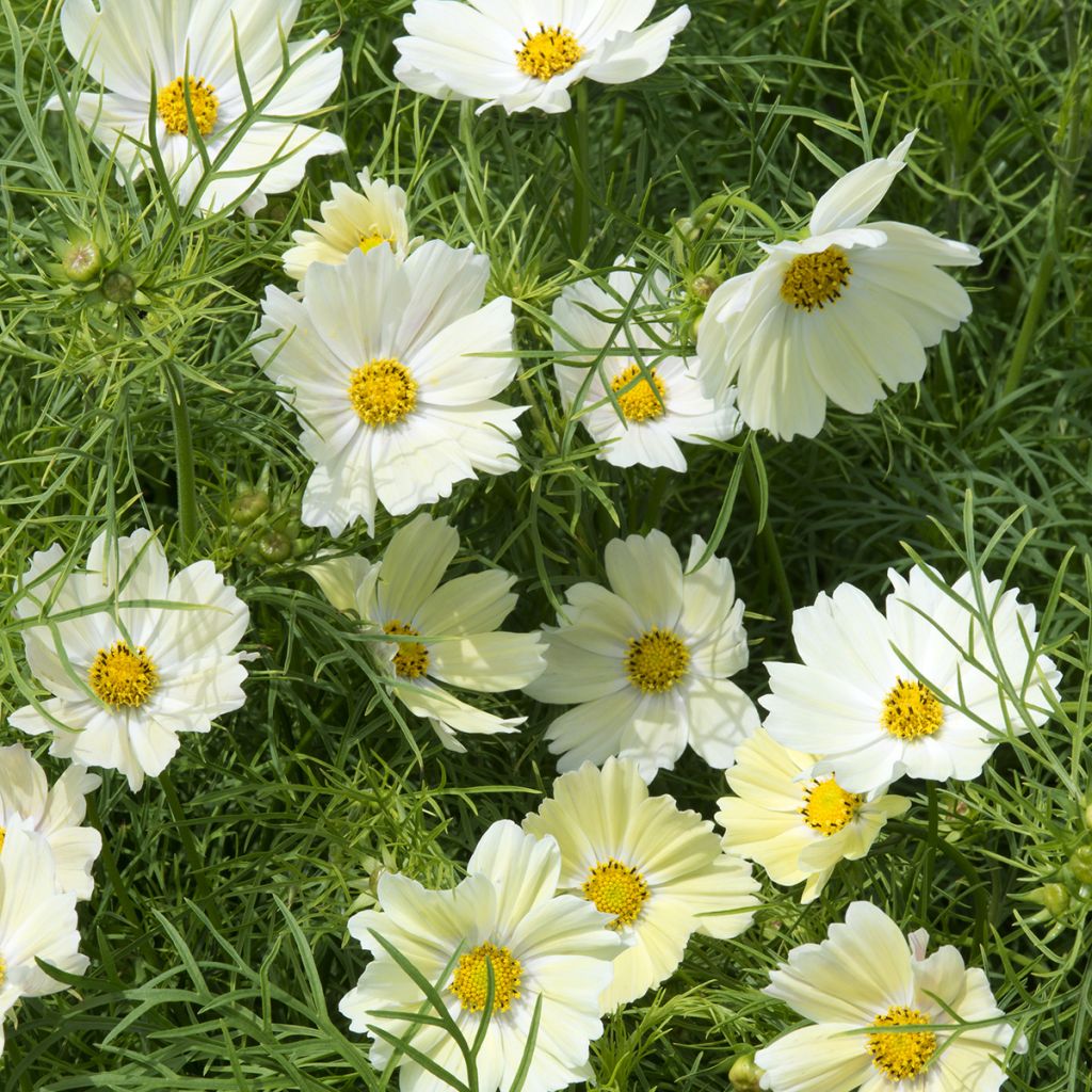 Cosmos sulphureus Kiiro