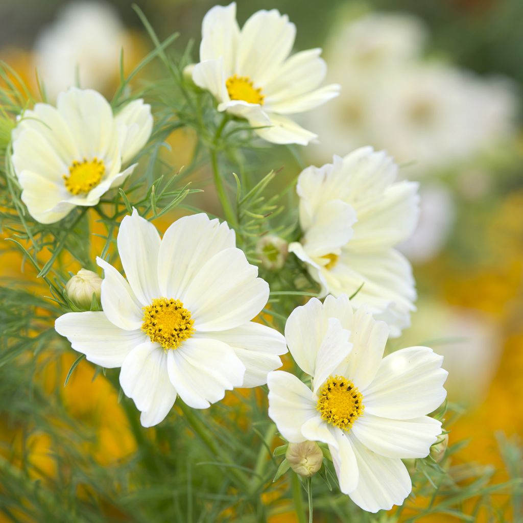 Cosmos sulphureus Kiiro