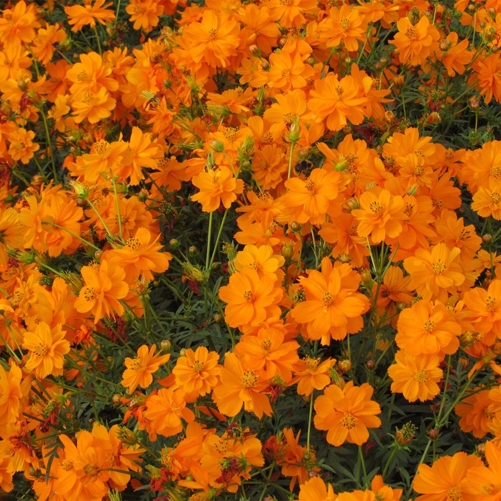 Graines de Cosmos Ladybird Mixed - Cosmos sulphureus