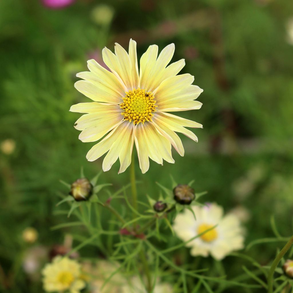 Cosmos Lemonade