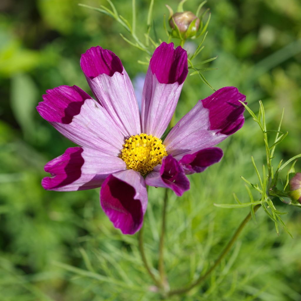 Cosmos bipinnatus Piper Red