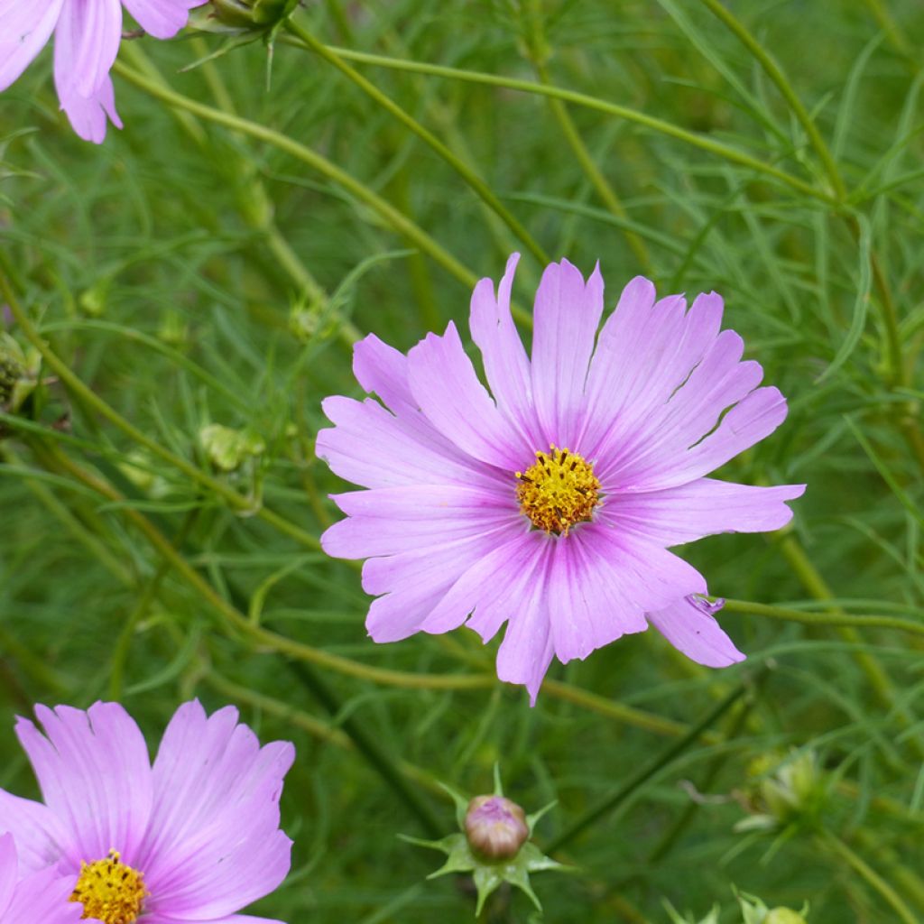 Cosmos x bipinnatus Pink Pop Socks