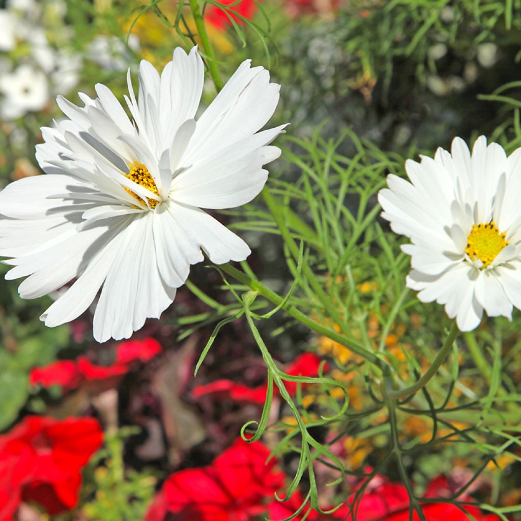 Cosmos bipinnatus Psyché White