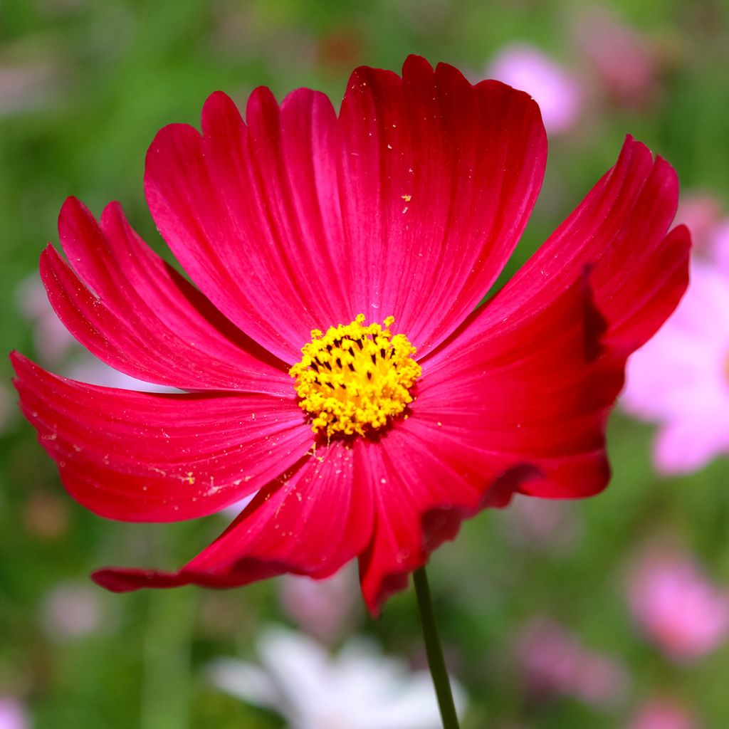 Cosmos bipinnatus Sensation Dazzler