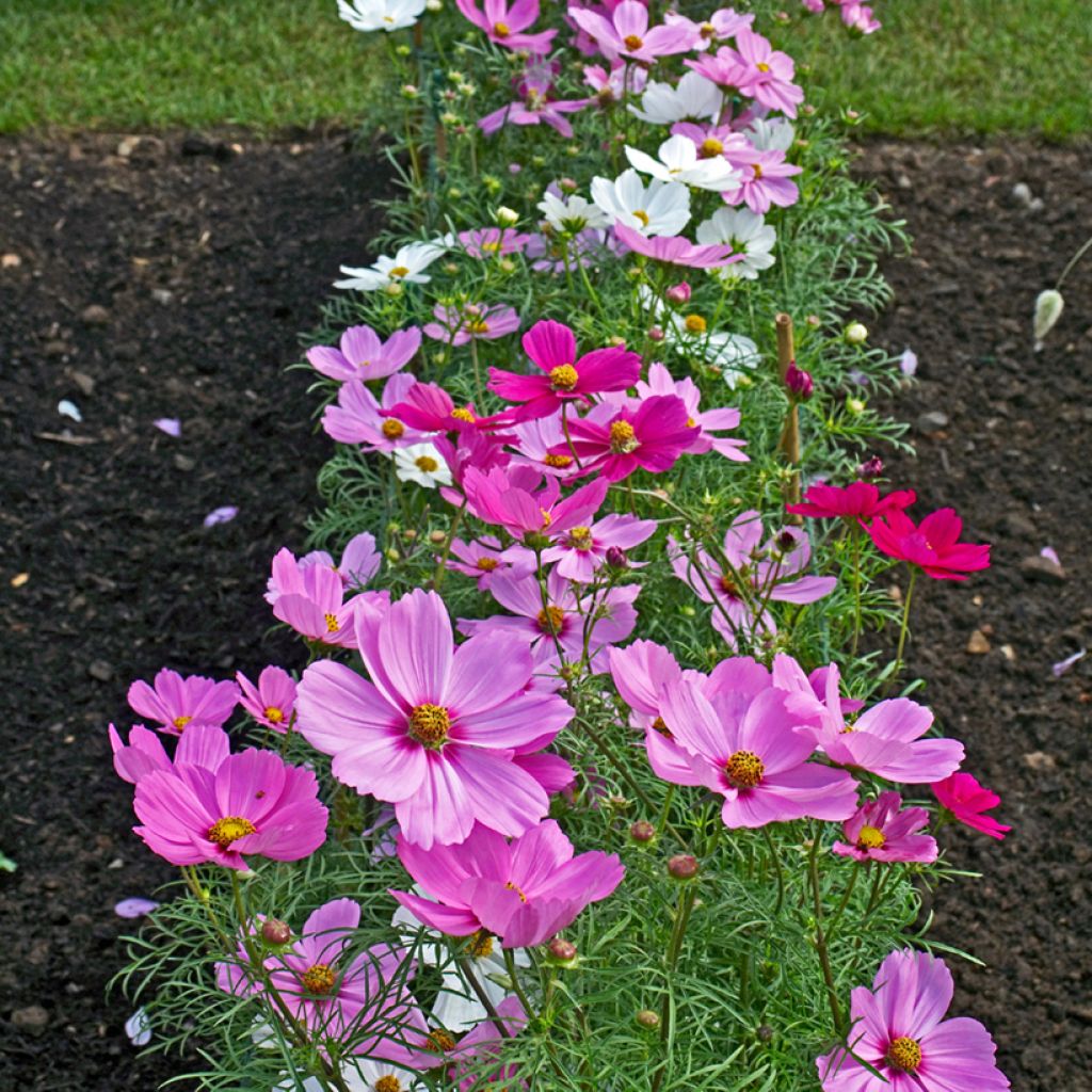 Cosmos bipinnatus Sonata