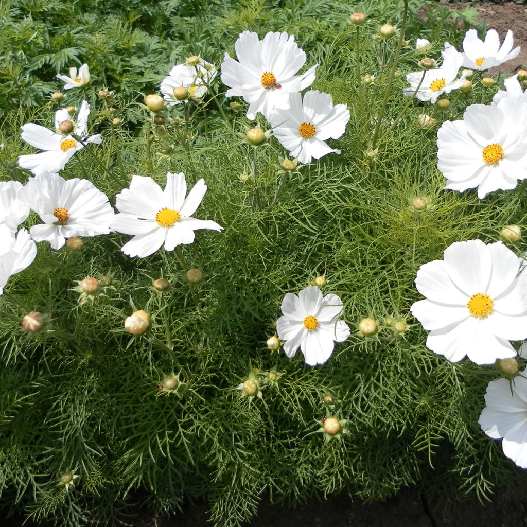 Cosmos bipinnatus Sonata White (semillas)