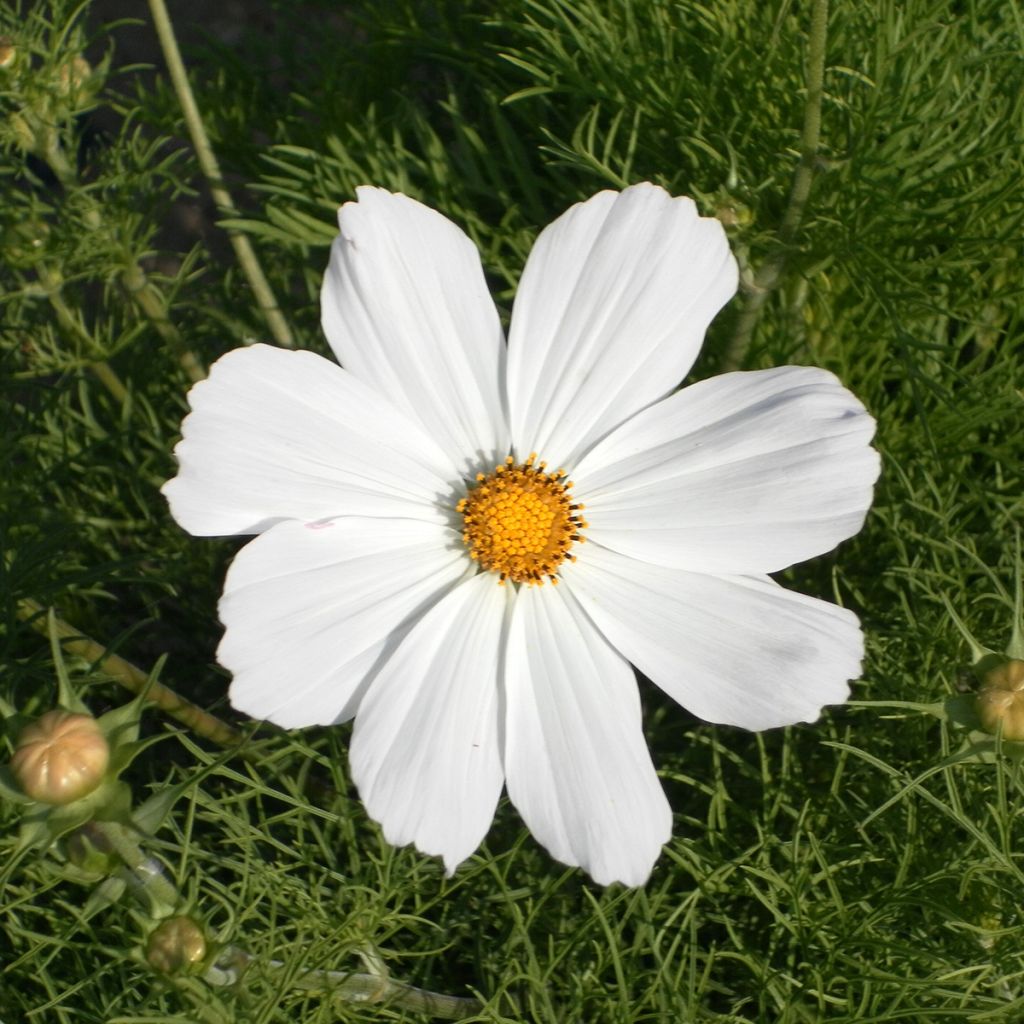 Cosmos bipinnatus Sonata White (semillas)