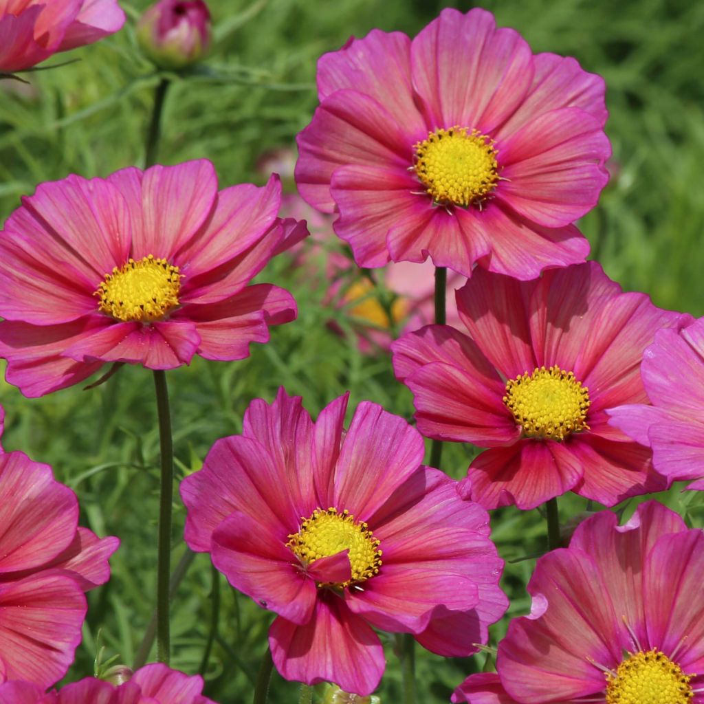 Graines de Cosmos Xsenia - Cosmos bipinnatus