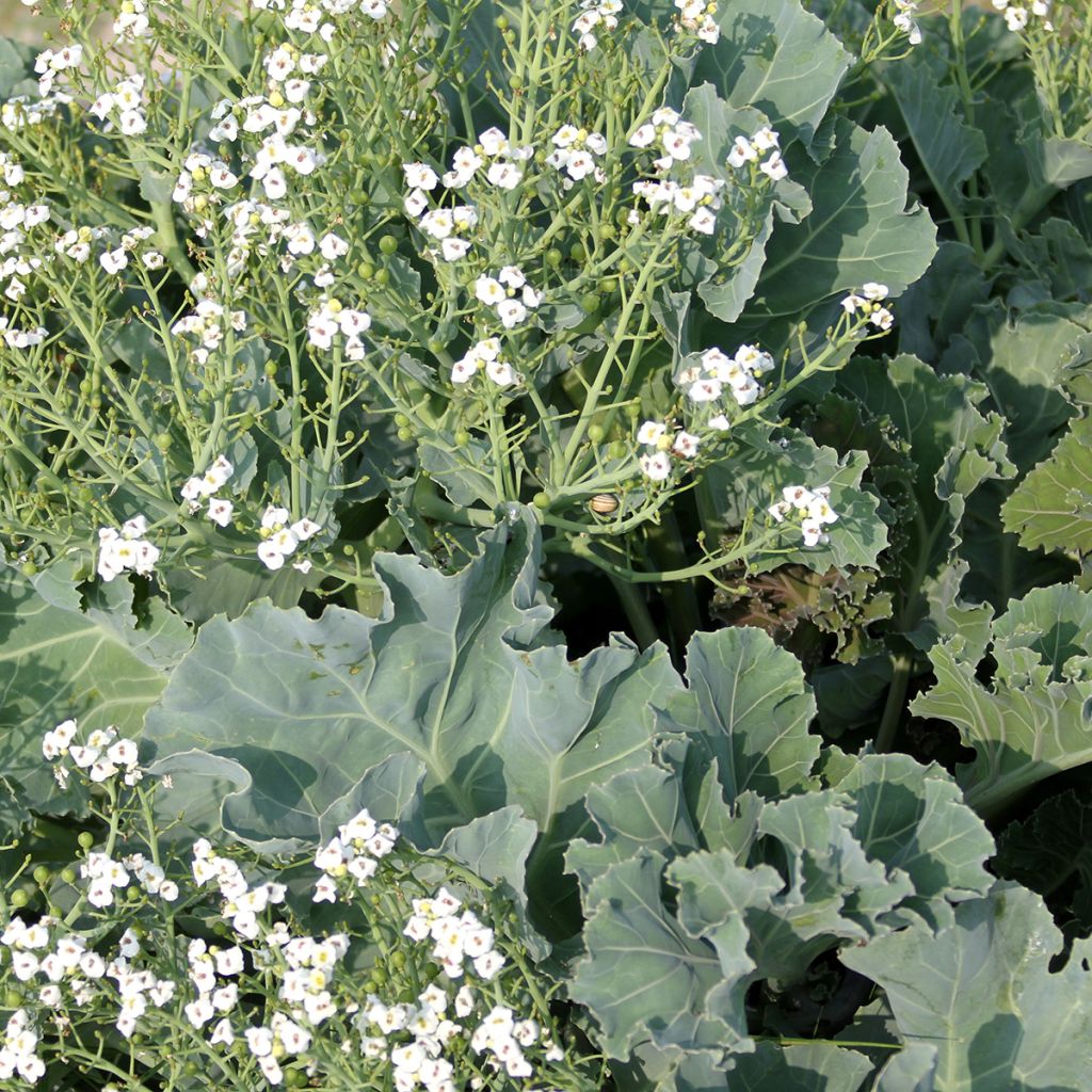 Crambe maritima - Col marina